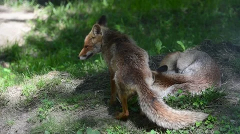 Sleeping Fox Stock Video Footage | Royalty Free Sleeping Fox Videos | Pond5