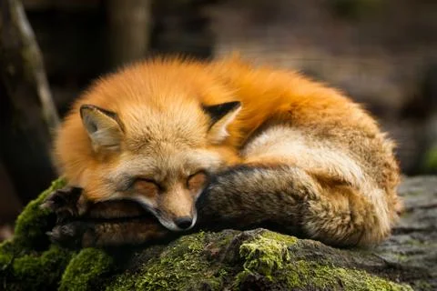 Red Fox sleeping in the forest Foto stock
