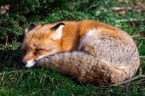 Red fox sleeping in the forest Stock Photos