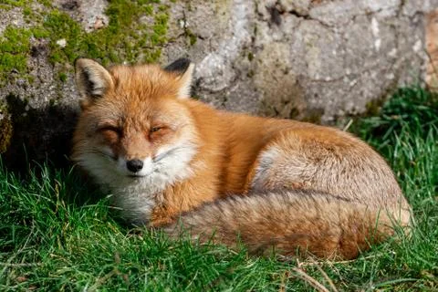 Red fox sleeping in the forest Stock Photos