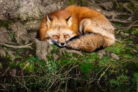Red fox sleeping in the forest Stock Photos