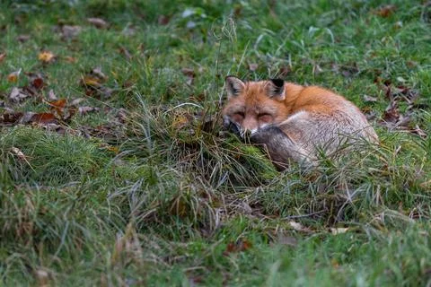A red fox sleeping in the forest Stock Photos