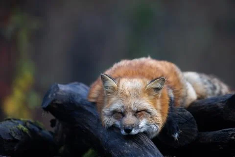 A red fox sleeping in the forest Stock Photos