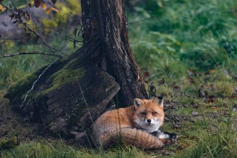 A red fox sleeping in the forest Stock Photos