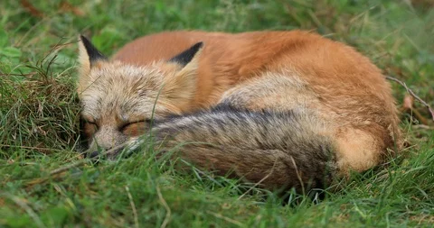 Red fox sleeping in the grass Stock Footage 119327867