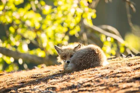 Red fox sleeping on a rooftop (Vulpes vulpes) Stock Photos