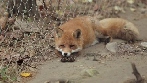Red fox sleeps in a cage Stock Footage 99138156
