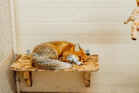 Red fox sleeps Stock Photos