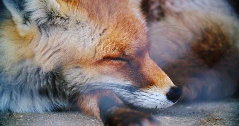 Red fox sleeps, wakes up looking around Vídeo Stock 125106830