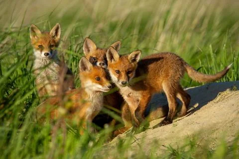 Red fox small young cubs near den curiously watching around. Stock Photos