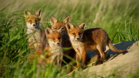 Red fox small young cubs near den curiously staring to camera Stock Photos