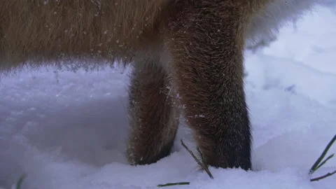 Red fox smells the ground searching for food in winter. Close-up of fox legs. Stock Footage 203281746
