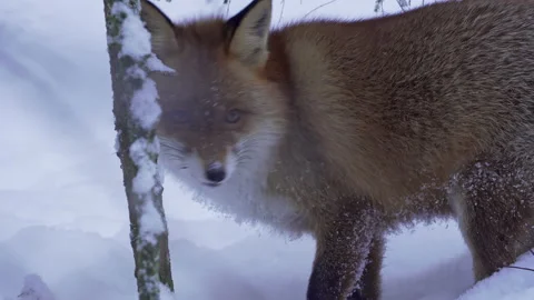 Red fox smells the snowy ground searching for food. Stock Footage 203282547