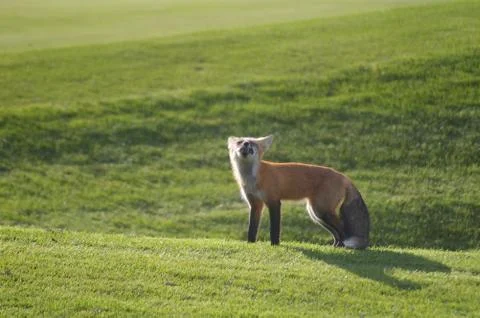 Red Fox snarling on a golf course. Stock Photos