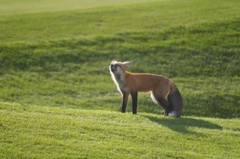 Red Fox snarls at the sun while on a golf course. Stock Photos