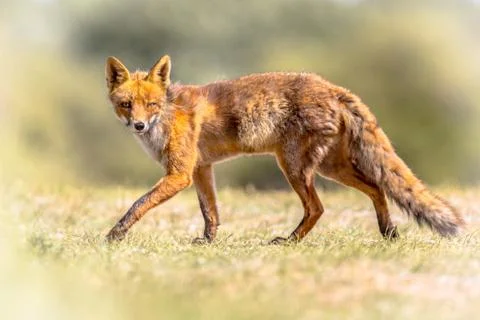 Red Fox sneaky walking Stock Photos