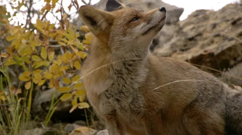 Red fox, sniffing around, with deciduous tree branch yellow Stock Footage 56346944