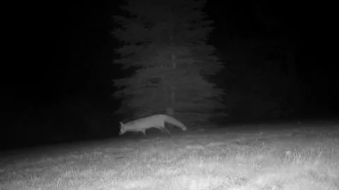 Red fox sniffing around Stock Footage 165461069