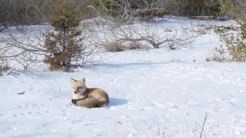Red Fox In The Snow During Winter Stock Footage 100023441