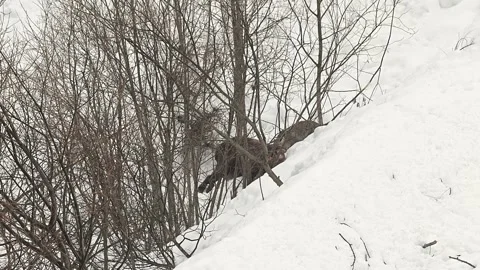 Red fox on snow eats Alpine ibex carcass (Vulpes vulpes) Stock Footage 344855431