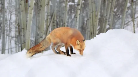 Red fox in snow Stock Footage 127058606