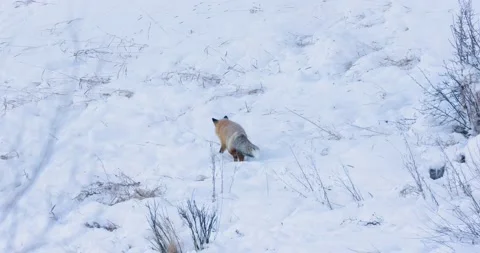 Red Fox in the Snow Vídeo Stock 239960262