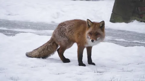 A red fox in the snow Stock Footage 243572774
