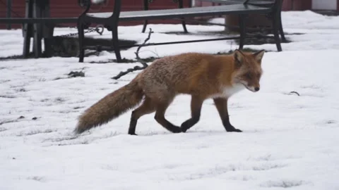 A red fox in the snow Stock Footage 243574149