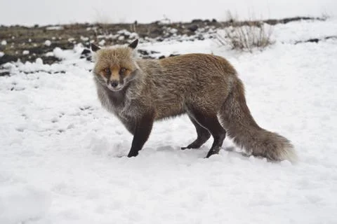 Red fox in the snow Foto stock