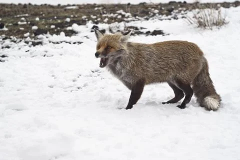 Red fox in the snow Stock Photos