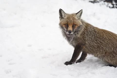Red fox in the snow Stock Photos