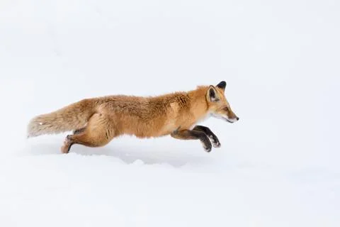 Red Fox In The Snow Stock Photos