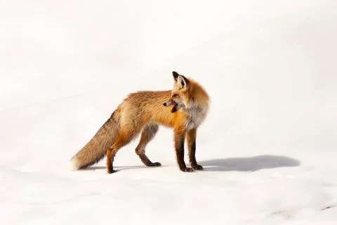Red Fox on snow Stock Photos
