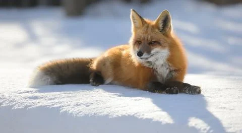 Red fox in the snow Stock Photos