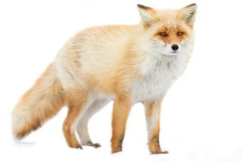 Red fox in the snow Stock Photos