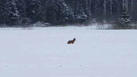 Red fox on snowy field Stock Footage 150257663
