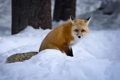 Red Fox in Snowy Forest Foto stock