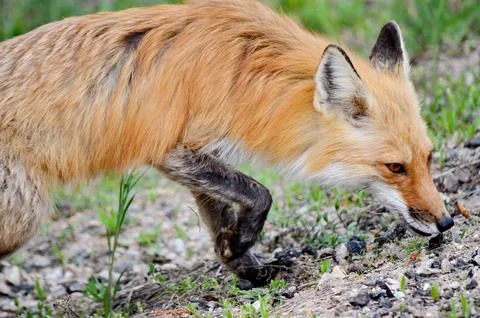 Red Fox in spring Stock Photos