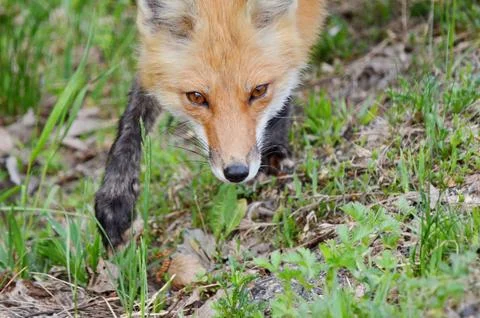 Red Fox in spring Stock Photos