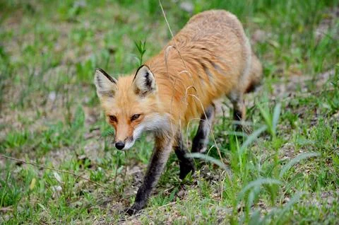 Red Fox in spring Stock Photos