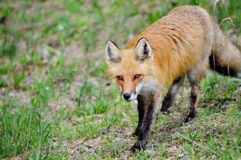 Red Fox in spring Stock Photos