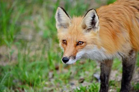 Red Fox in spring Stock Photos