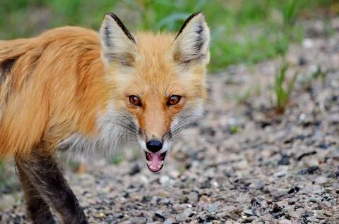 Red Fox in spring Foto stock