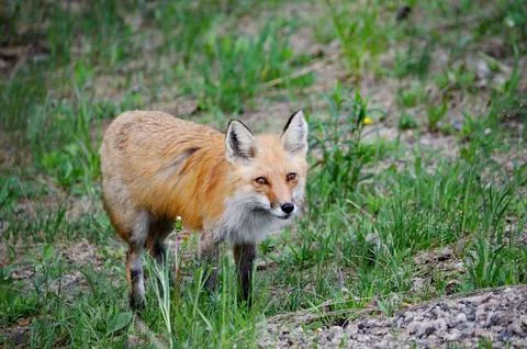 Red Fox in spring Stock Photos