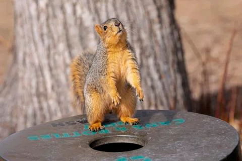 Red fox squirrel (Sciurus niger) standing on a bin for cans and bottles in a par Stock Photos