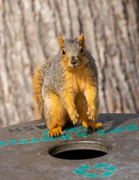 Red fox squirrel (Sciurus niger) standing on a bin for cans and bottles in a par Stock Photos