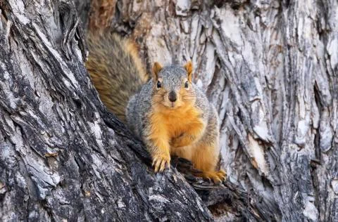 Red fox squirrel (Sciurus niger) in a tree Stock Photos