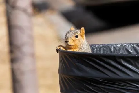 Red Fox Squirrel (Sciurus niger)) peeking out from inside a garbage can Stock Photos