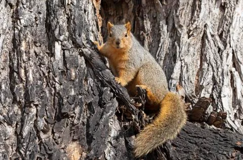 Red fox squirrel (Sciurus niger) in a tree Stock Photos