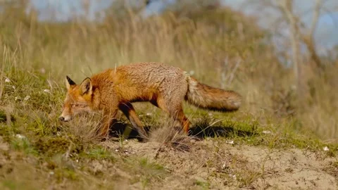 Red fox stalking through grassy sand dunes Stock Footage 345292865